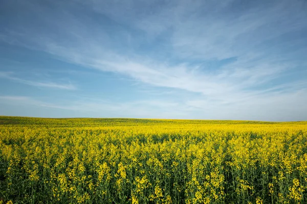 Green Field Blue Sky Sun — Stock Photo, Image