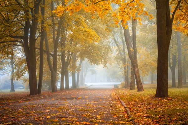 Pequeno Nevoeiro Está Outono Parque Central — Fotografia de Stock