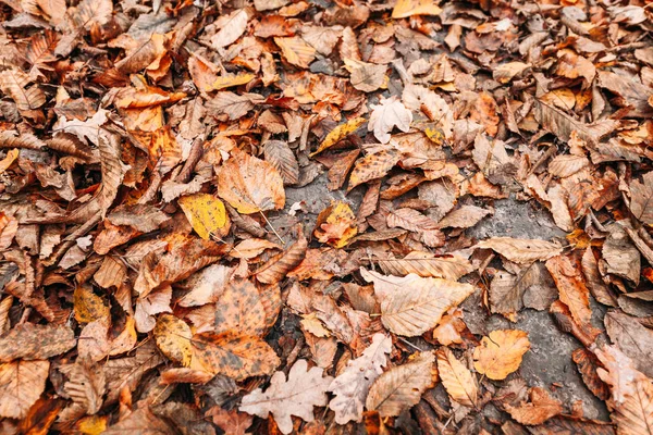 美丽的秋天公园里有黄色 橙色和红色的秋天叶子 — 图库照片