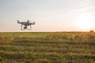 Dron kuad helikopteri yeşil mısır tarlasında