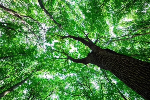 Las Drzewa Natura Zielony Drewno Światło Słoneczne Tła — Zdjęcie stockowe