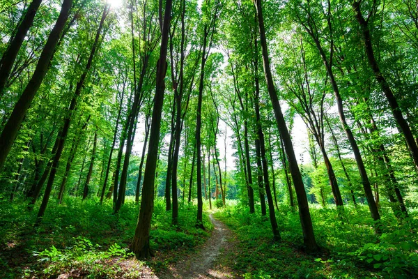 Bela Floresta Manhã Verde — Fotografia de Stock