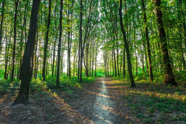 güzel yeşil sabah orman 