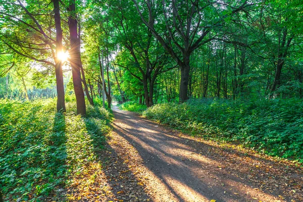 güzel yeşil sabah orman 