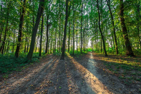 güzel yeşil sabah orman 