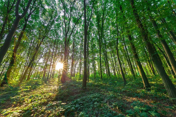 Bela Floresta Manhã Verde — Fotografia de Stock