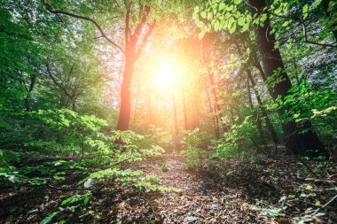 Güzel yeşil orman Manzaralı