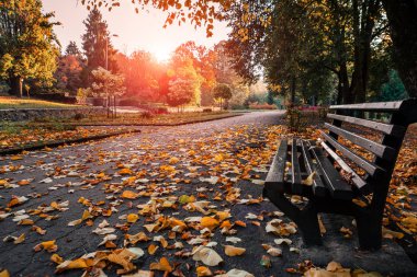 sonbahar renkleri ormanda