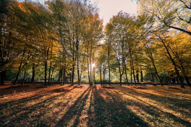 sonbahar renkleri ormanda