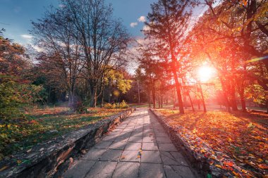 sonbahar renkleri ormanda