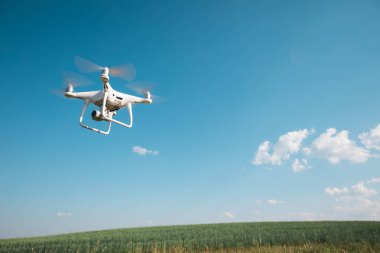 Dron kuad helikopteri yeşil mısır tarlasında