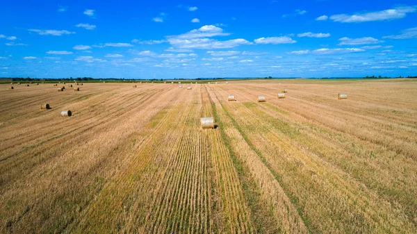 Wheat Field Harvest Straw Bales Sunset — Stock Photo, Image