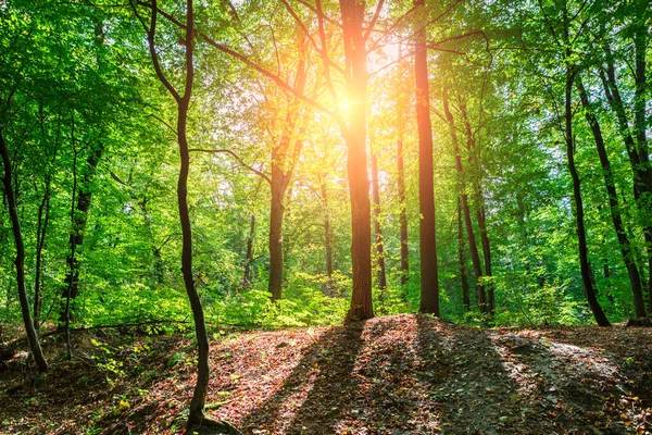 Mooie Groene Boszicht — Stockfoto