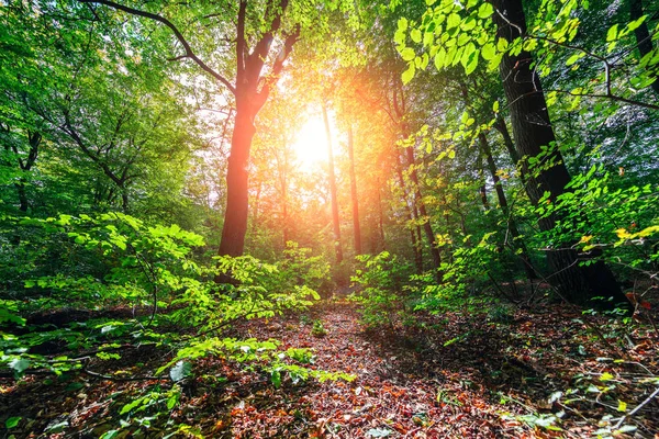 美しい緑の森ビュー — ストック写真