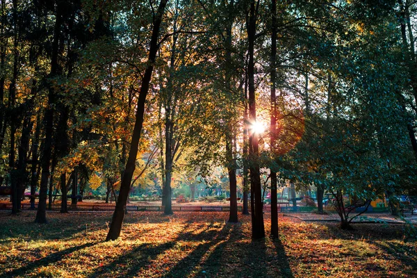 Schöner Wald Herbstlichen Farben — Stockfoto