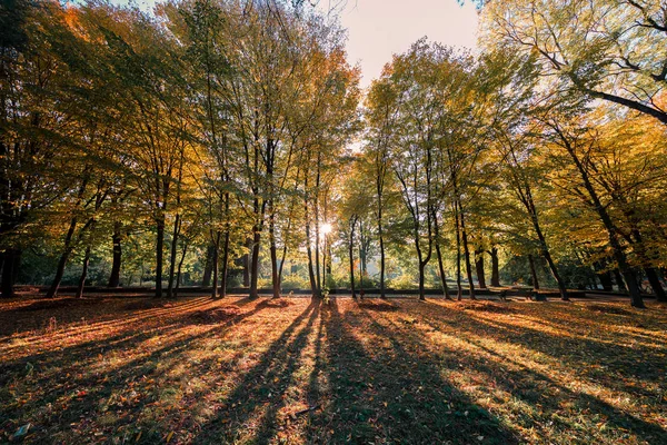 紅葉の美しい森 — ストック写真