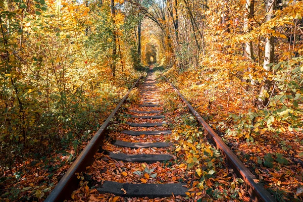Любовний Тунель Восени — стокове фото