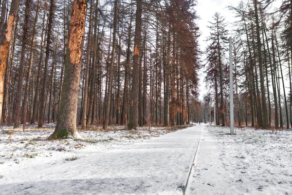 Forêt Arbres Nature Neige Bois Milieux — Photo