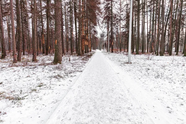 Forêt Arbres Nature Neige Bois Milieux — Photo