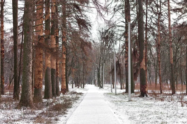 Orman Doğa Kar Ahşap Arka Plan Ağaç — Stok fotoğraf