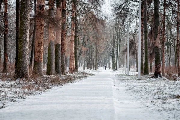 Inverno Branco Parque — Fotografia de Stock