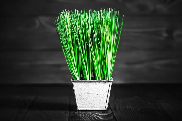 Planta Arroz Verde Jovem Uma Panela Branca Isolada Fundo Preto — Fotografia de Stock