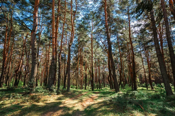 Bella Vista Verde Foresta — Foto Stock