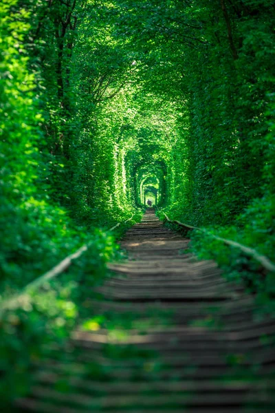 Chemin Fer Dans Tunnel Amour Forêt Printanière — Photo