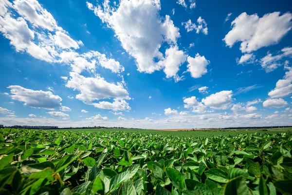 Campo Verde Céu Azul Sol — Fotografia de Stock