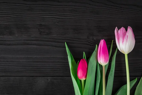 Spring Tulips Black Wood Background — Stock Photo, Image