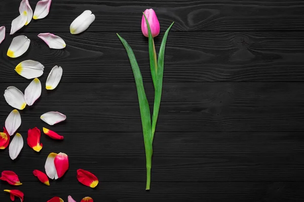 Frame Tulip Petals Isolated Wood Background — Stock Photo, Image