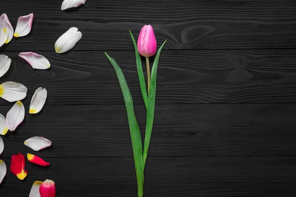 Frame Tulip Petals Isolated Wood Background — Stock Photo, Image