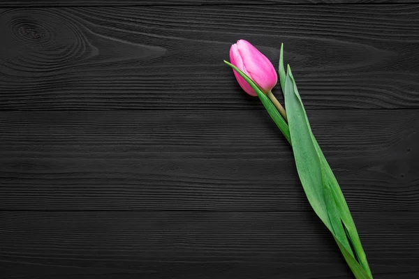 Tulip Isolated Wood Background — 图库照片