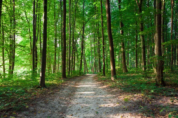 美しい緑の森ビュー — ストック写真