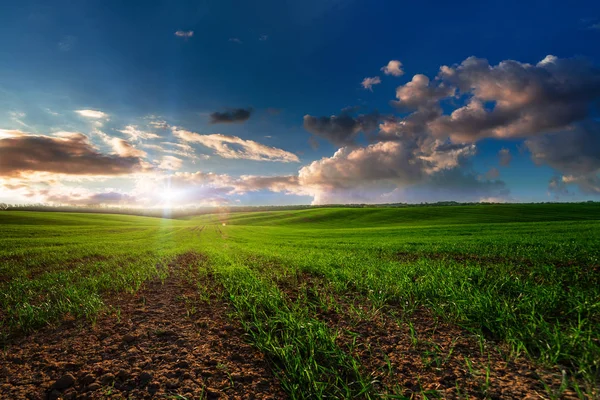 Green Field Blue Sky Sun — Stock Photo, Image