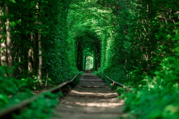 Chemin Fer Dans Tunnel Amour Forêt Printanière — Photo