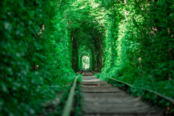 a railway in the spring forest tunnel of love