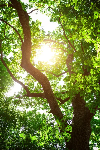 Skogsträd Natur Grönt Trä Solljus Bakgrunder — Stockfoto