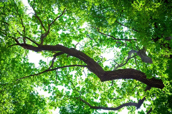 Forest Trees Nature Green Wood Sunlight Backgrounds — Stock Photo, Image