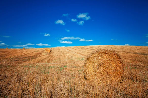 Campo Grano Dopo Raccolto Con Balle Paglia Tramonto — Foto Stock