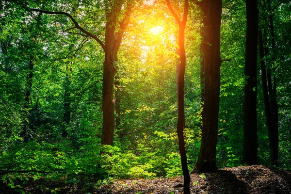 美しい緑の春の森 — ストック写真