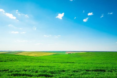 Yeşil tarla, mavi gökyüzü ve güneş.