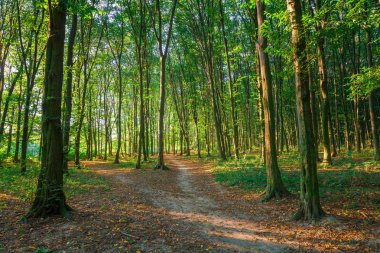 Yazın güzel yeşil orman