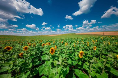 Güzel güneş ve mavi gökyüzü ile ayçiçeği