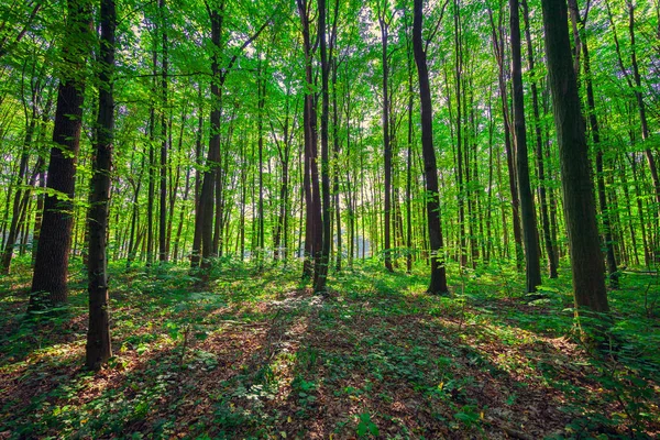 Bela Floresta Primavera Verde — Fotografia de Stock