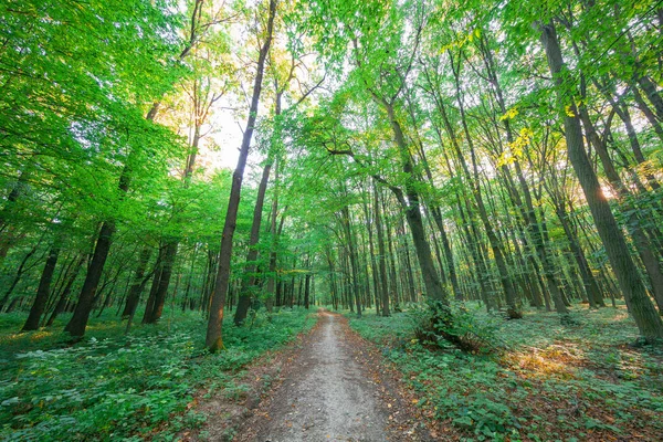 Hermoso Bosque Verde Verano — Foto de Stock