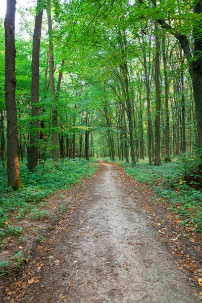 Vacker Grön Skog Sommaren — Stockfoto