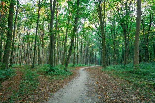 Bela Floresta Verde Verão — Fotografia de Stock