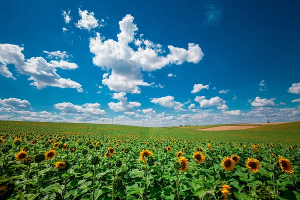 Girasol Con Cielo Azul Hermoso Sol — Foto de Stock