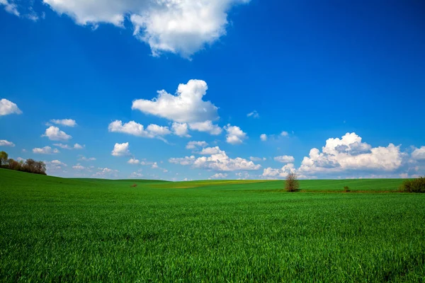 Green Field Blue Sky Sun — Stock Photo, Image